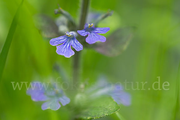 Kriechender Günsel (Ajuga reptans)