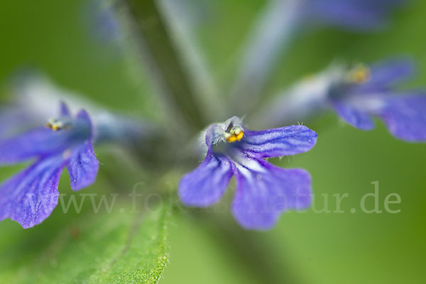 Kriechender Günsel (Ajuga reptans)