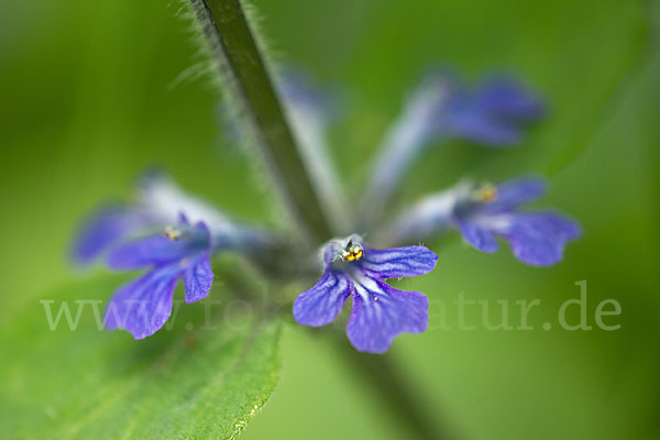 Kriechender Günsel (Ajuga reptans)