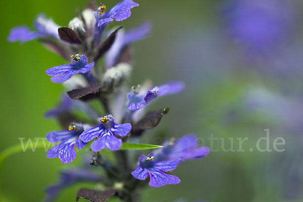 Kriechender Günsel (Ajuga reptans)