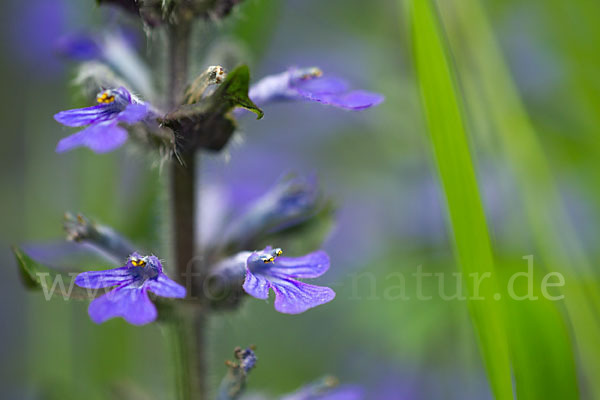 Kriechender Günsel (Ajuga reptans)