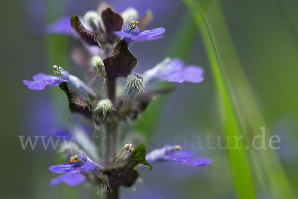 Kriechender Günsel (Ajuga reptans)