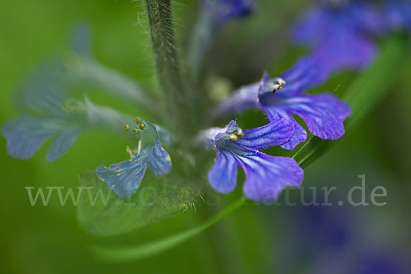 Kriechender Günsel (Ajuga reptans)