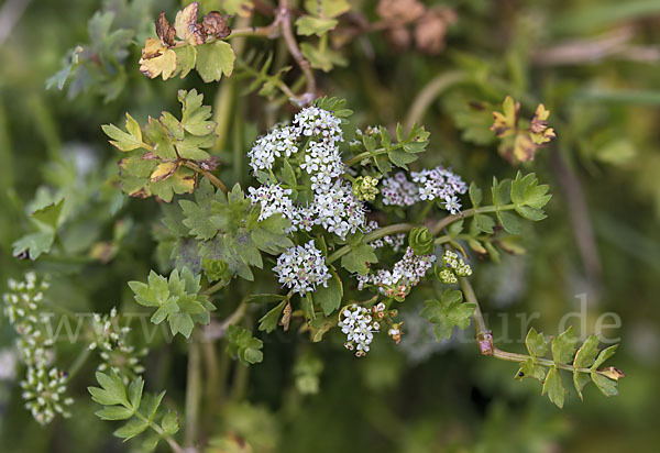 Kriechender Sellerie (Apium repens)