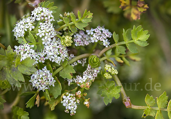 Kriechender Sellerie (Apium repens)