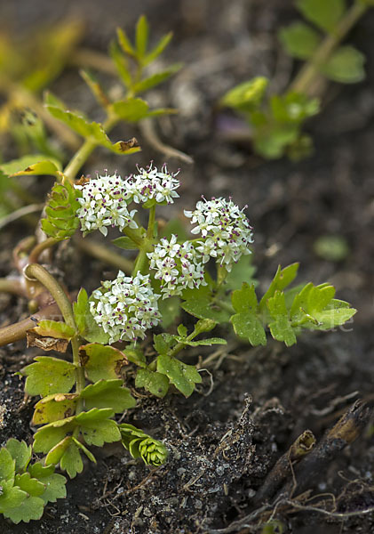 Kriechender Sellerie (Apium repens)