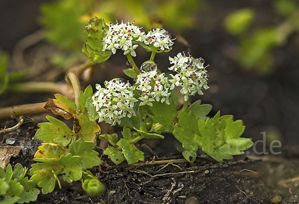 Kriechender Sellerie (Apium repens)