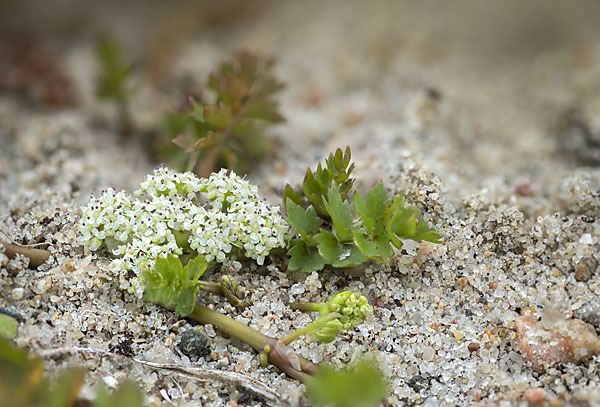 Kriechender Sellerie (Apium repens)