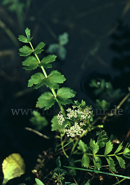 Kriechender Sellerie (Apium repens)