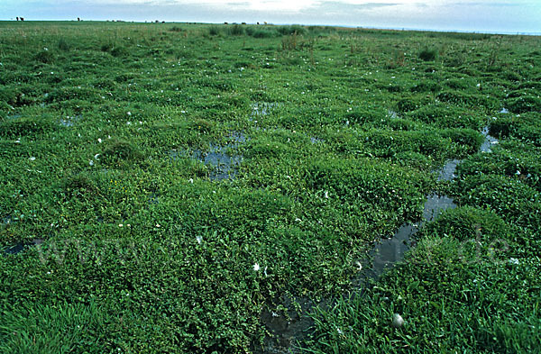 Kriechender Sellerie (Apium repens)