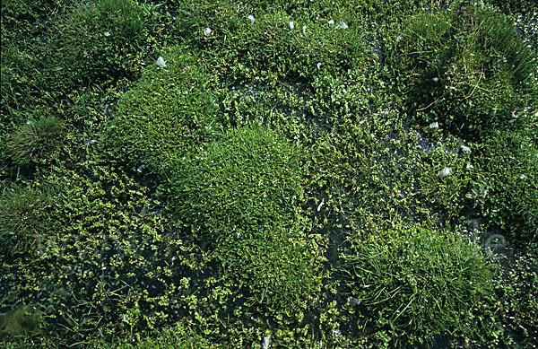 Kriechender Sellerie (Apium repens)