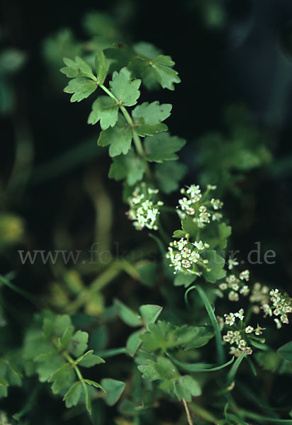 Kriechender Sellerie (Apium repens)