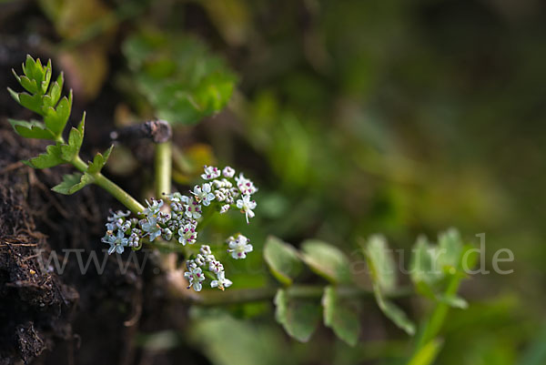 Kriechender Sellerie (Apium repens)