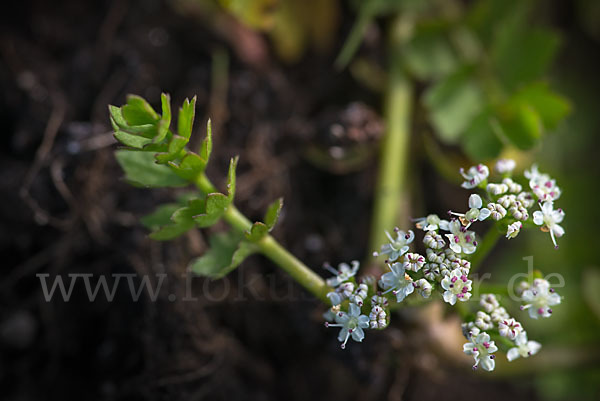 Kriechender Sellerie (Apium repens)