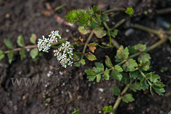 Kriechender Sellerie (Apium repens)