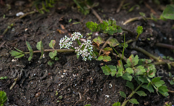 Kriechender Sellerie (Apium repens)