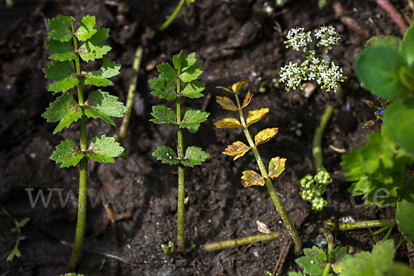 Kriechender Sellerie (Apium repens)