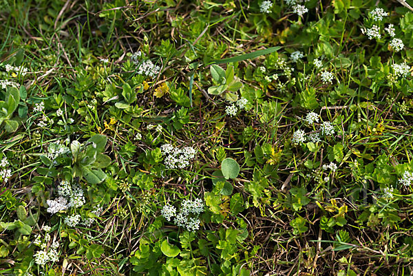 Kriechender Sellerie (Apium repens)