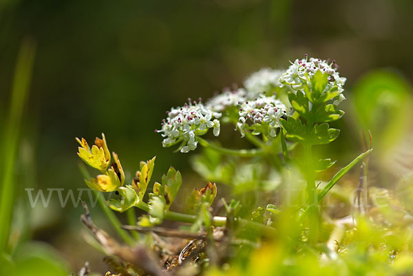 Kriechender Sellerie (Apium repens)