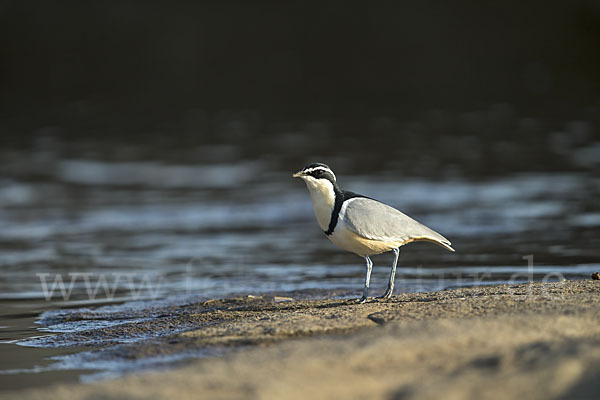 Krokodilwächter (Pluvianus aegyptius)