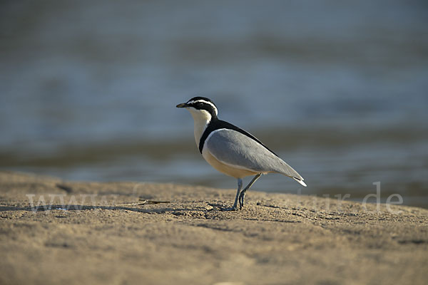 Krokodilwächter (Pluvianus aegyptius)