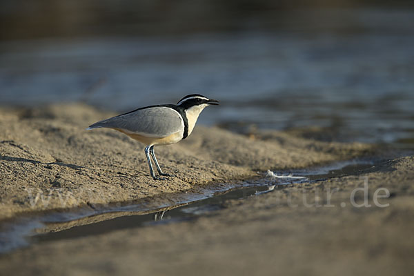 Krokodilwächter (Pluvianus aegyptius)