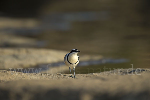 Krokodilwächter (Pluvianus aegyptius)