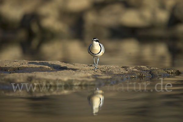 Krokodilwächter (Pluvianus aegyptius)