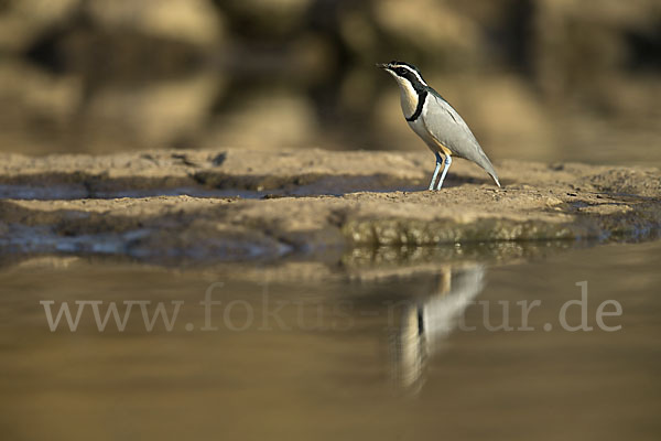 Krokodilwächter (Pluvianus aegyptius)