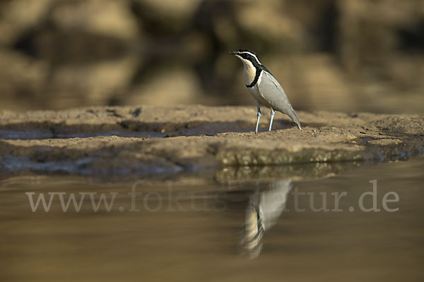 Krokodilwächter (Pluvianus aegyptius)