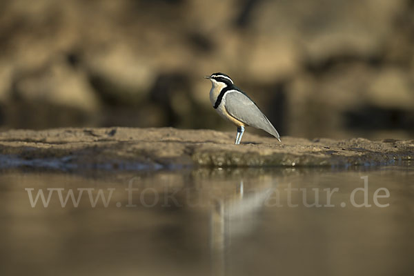 Krokodilwächter (Pluvianus aegyptius)