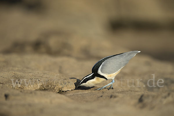 Krokodilwächter (Pluvianus aegyptius)