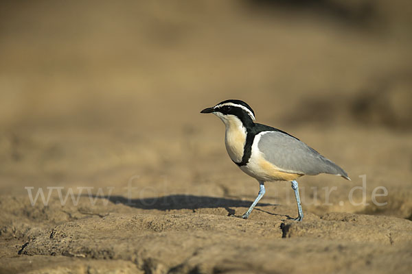 Krokodilwächter (Pluvianus aegyptius)