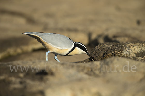 Krokodilwächter (Pluvianus aegyptius)