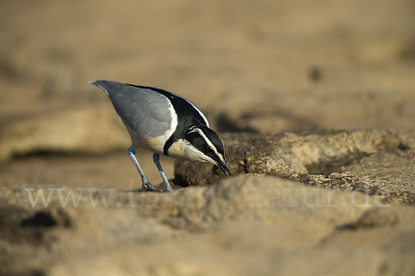 Krokodilwächter (Pluvianus aegyptius)