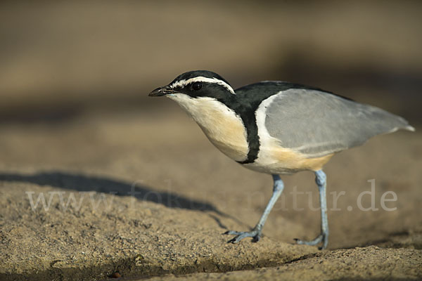 Krokodilwächter (Pluvianus aegyptius)