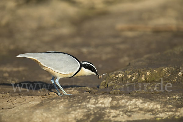 Krokodilwächter (Pluvianus aegyptius)