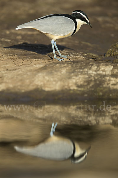 Krokodilwächter (Pluvianus aegyptius)