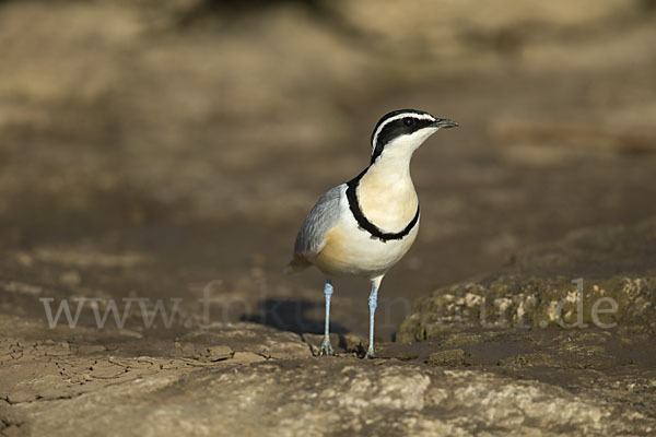 Krokodilwächter (Pluvianus aegyptius)