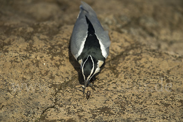 Krokodilwächter (Pluvianus aegyptius)