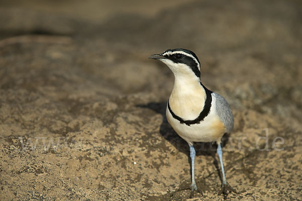 Krokodilwächter (Pluvianus aegyptius)