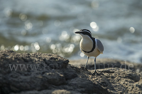 Krokodilwächter (Pluvianus aegyptius)