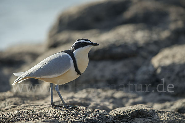 Krokodilwächter (Pluvianus aegyptius)