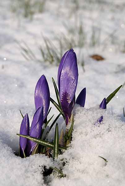 Krokus (Crocus hybrida)