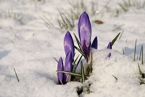 Krokus (Crocus hybrida)