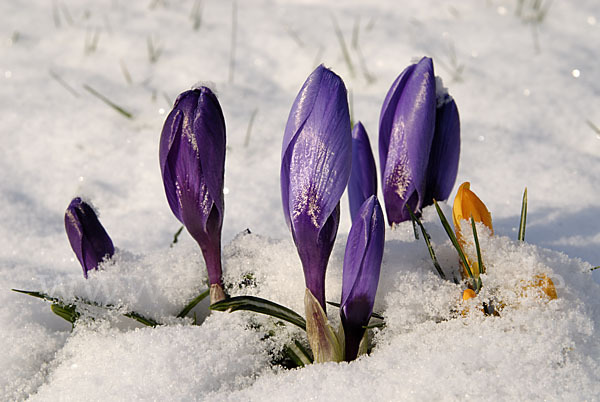 Krokus (Crocus hybrida)