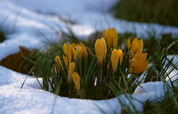 Krokus (Crocus hybrida)