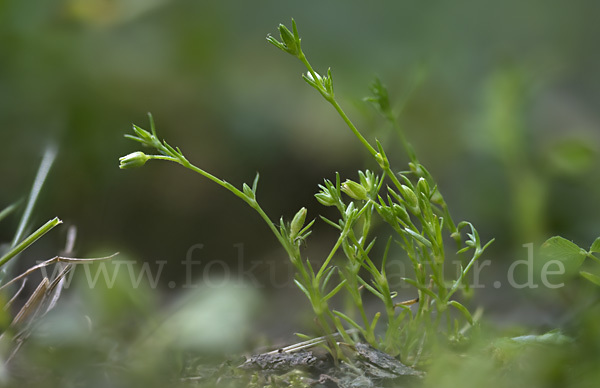 Kronblattloses Mastkraut (Sagina apetala)