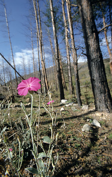 Kronen-Lichtnelke (Lychnis coronaria)