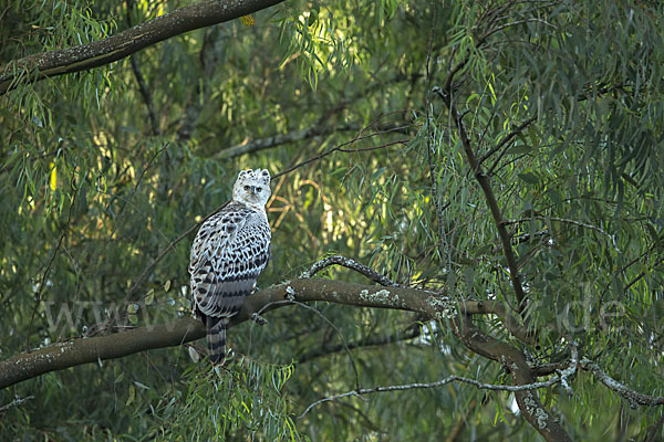 Kronenadler (Stephanoaetus coronatus)